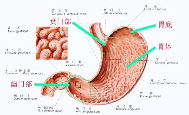 胃，你好吗？