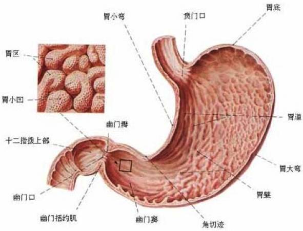 慢性胃炎为什么总治不好？