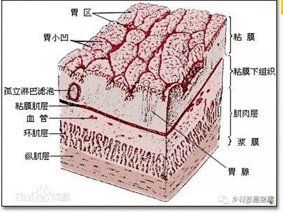 浅谈糜烂性胃炎，你对它了解多少