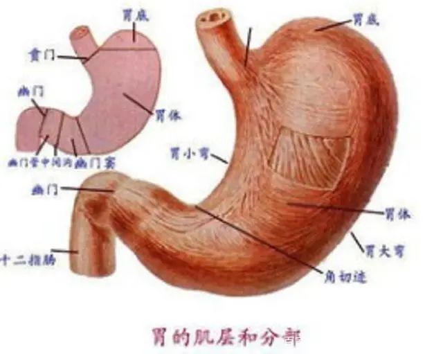 慢性非萎缩性胃炎严重吗？我们应该如何调理？