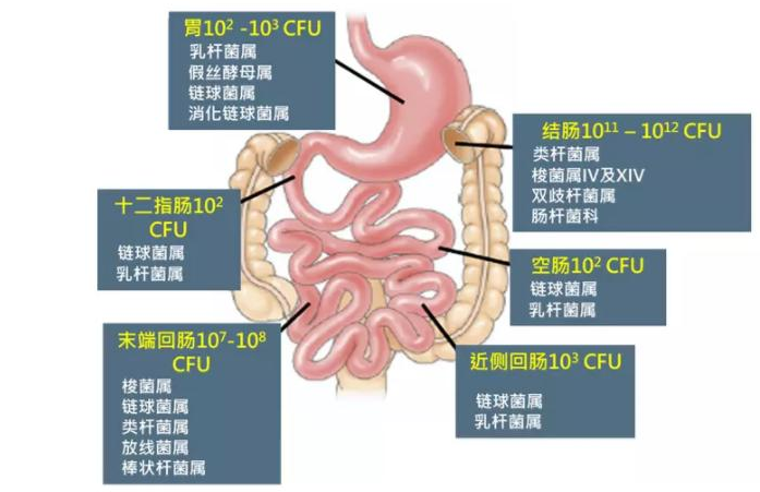 肚子总是胀气不舒服?不妨试试这样做！