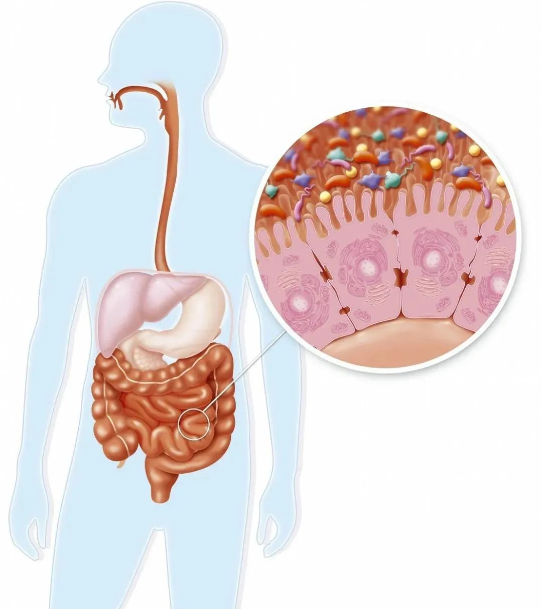 闻一下你的屁味，就知道了肠道健不健康