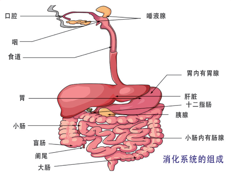 哪些信号说明您的胃有异常？