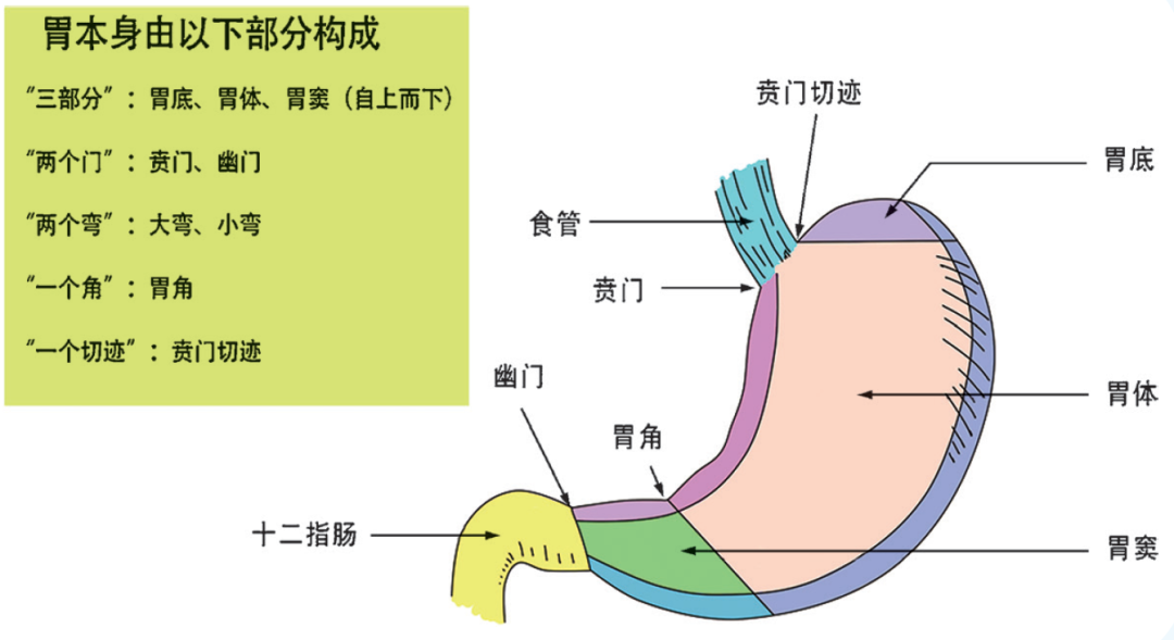 哪些信号说明您的胃有异常？