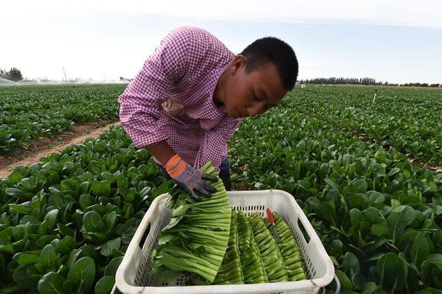 消化科医生提醒：这3类蔬菜，“倒贴钱”也别吃，下次买菜要注意