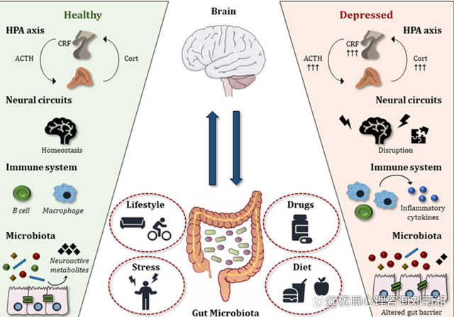 控制你的，不仅是你的大脑，还有你的肠胃