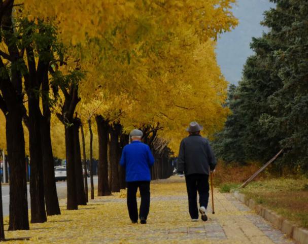经常散步好不好？医生：65岁以上的老人，散步时或需注意5点