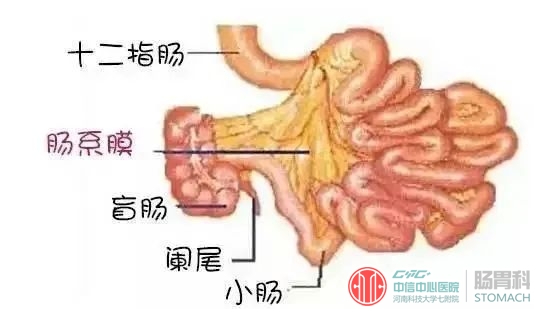 腹痛有时不一定是胃炎，要警惕以下两个急腹症